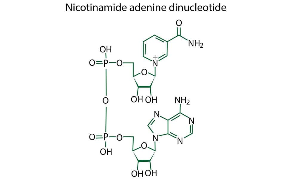 Nad Peptide Research In Enzymatic Reactions And Neuroprotection