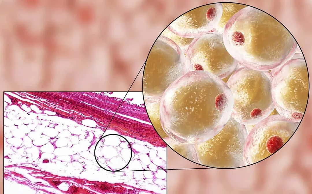 AOD 9604 Peptide: Research in Lipolysis, Cell Regeneration, and Cancer