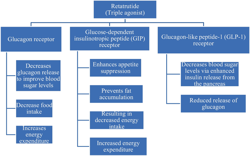 Diagram Tree – Hypothesized Mechanisms of Retatrutide Peptide