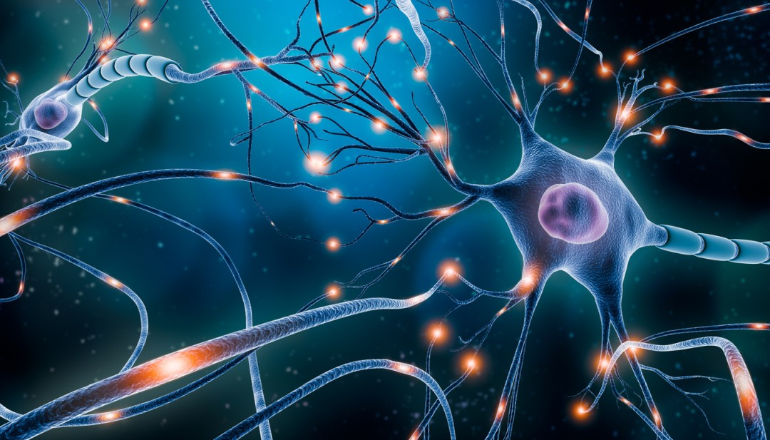 Protirelin (Thyrotropin TRH) and Brain Cell Signaling