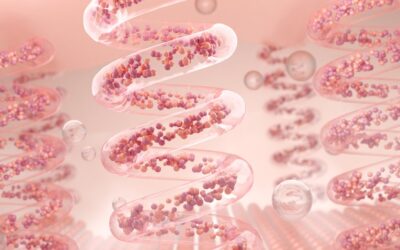 Tripeptide-3 Actions on Muscular Tissue Contraction and Dermal Topography