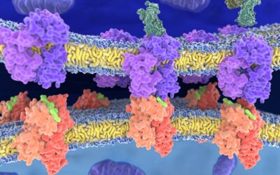 Mechano Growth Factor (MGF) Peptide Actions on Muscular Tissue, Bone and Cartilage Cells