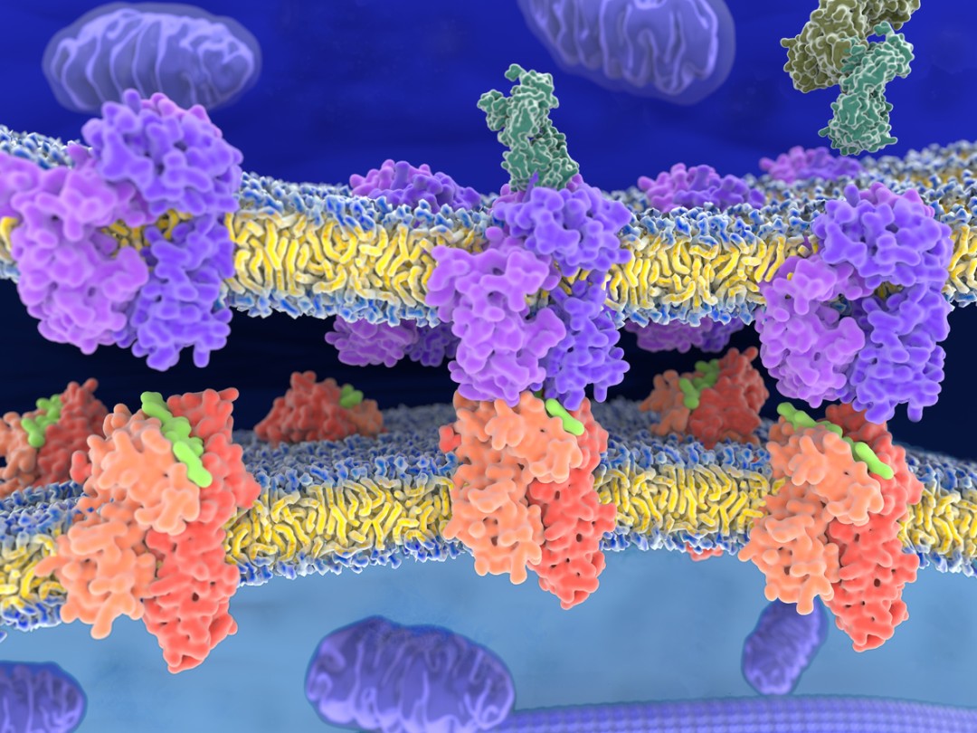 Mechano Growth Factor (MGF) Actions on Muscular Tissue, Bone and Cartilage Cells